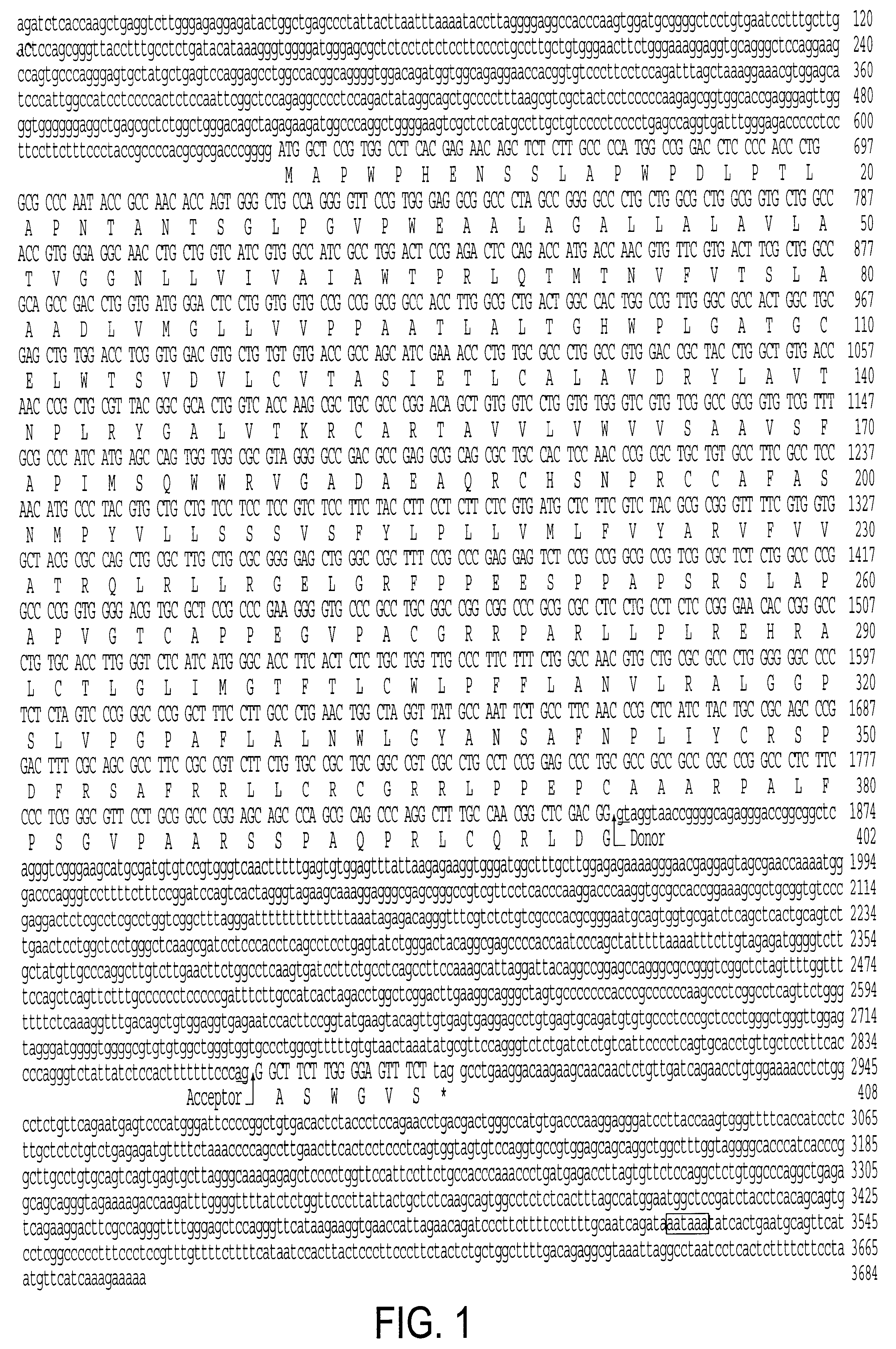 Intron/exon structure of the human and mouse beta3-adrenergic receptor genes