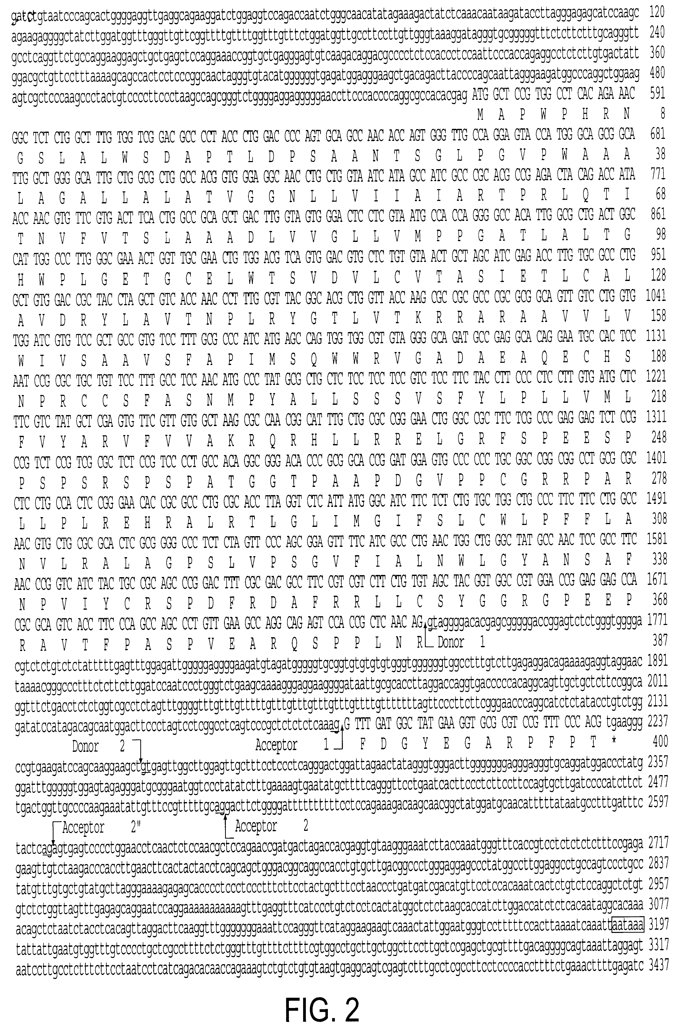 Intron/exon structure of the human and mouse beta3-adrenergic receptor genes