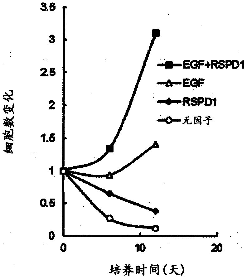 Purification method for pancreatic precursor cells derived from pluripotent stem cells and amplification method therefor