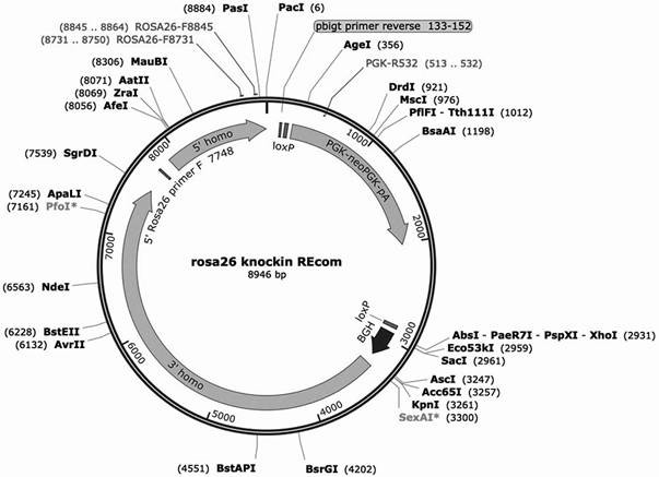 Construction and application of phosphorylated mutant SUFU transgenic mouse model based on homologous recombination technology