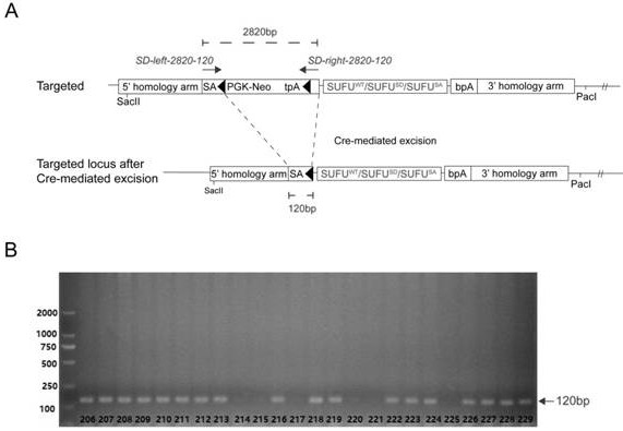 Construction and application of phosphorylated mutant SUFU transgenic mouse model based on homologous recombination technology