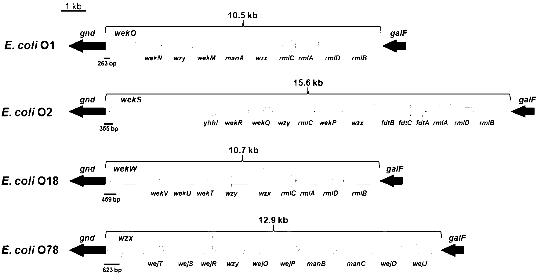 Escherichia coli O1, O2, O18 and O78 serotype detection kit and detection method thereof