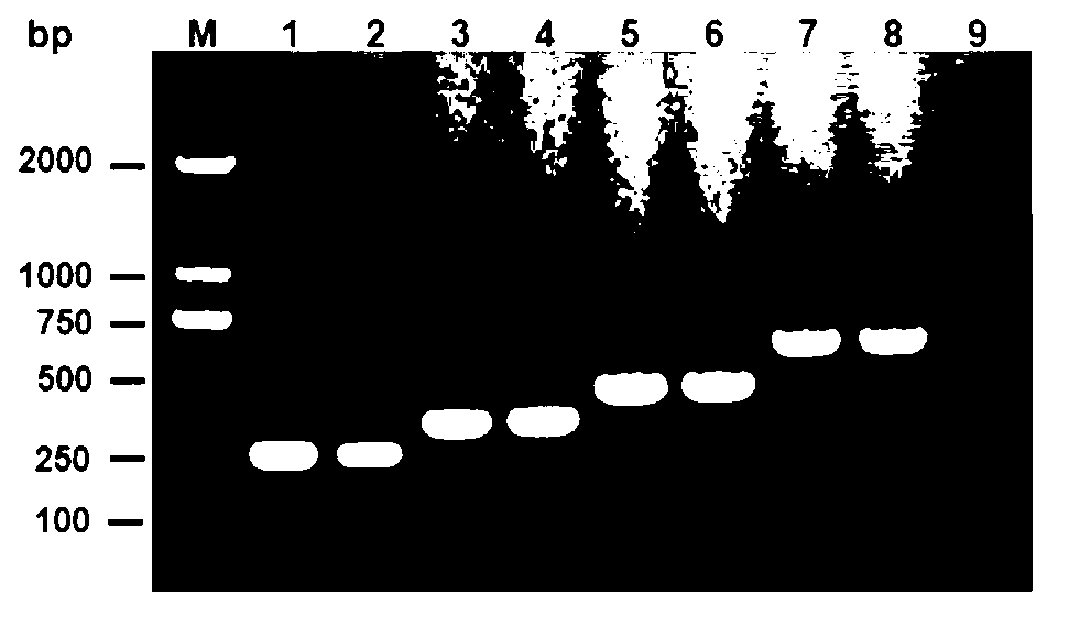 Escherichia coli O1, O2, O18 and O78 serotype detection kit and detection method thereof