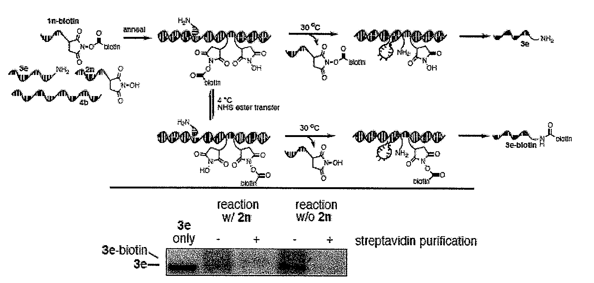 Ordered Multi-Step Synthesis by Nucleic Acid-Mediated Chemistry