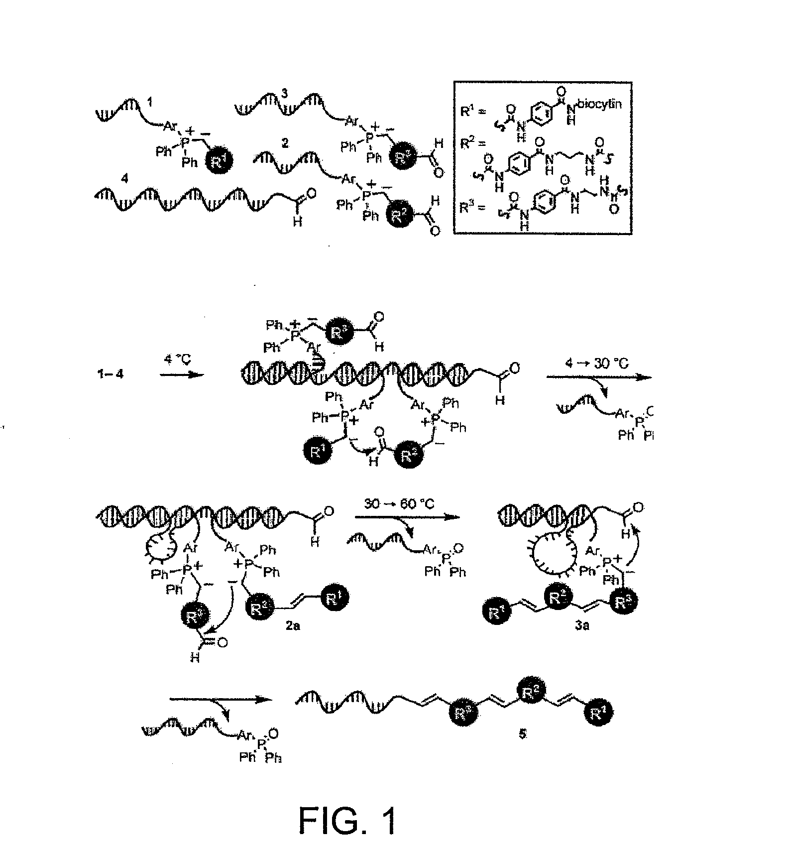 Ordered Multi-Step Synthesis by Nucleic Acid-Mediated Chemistry