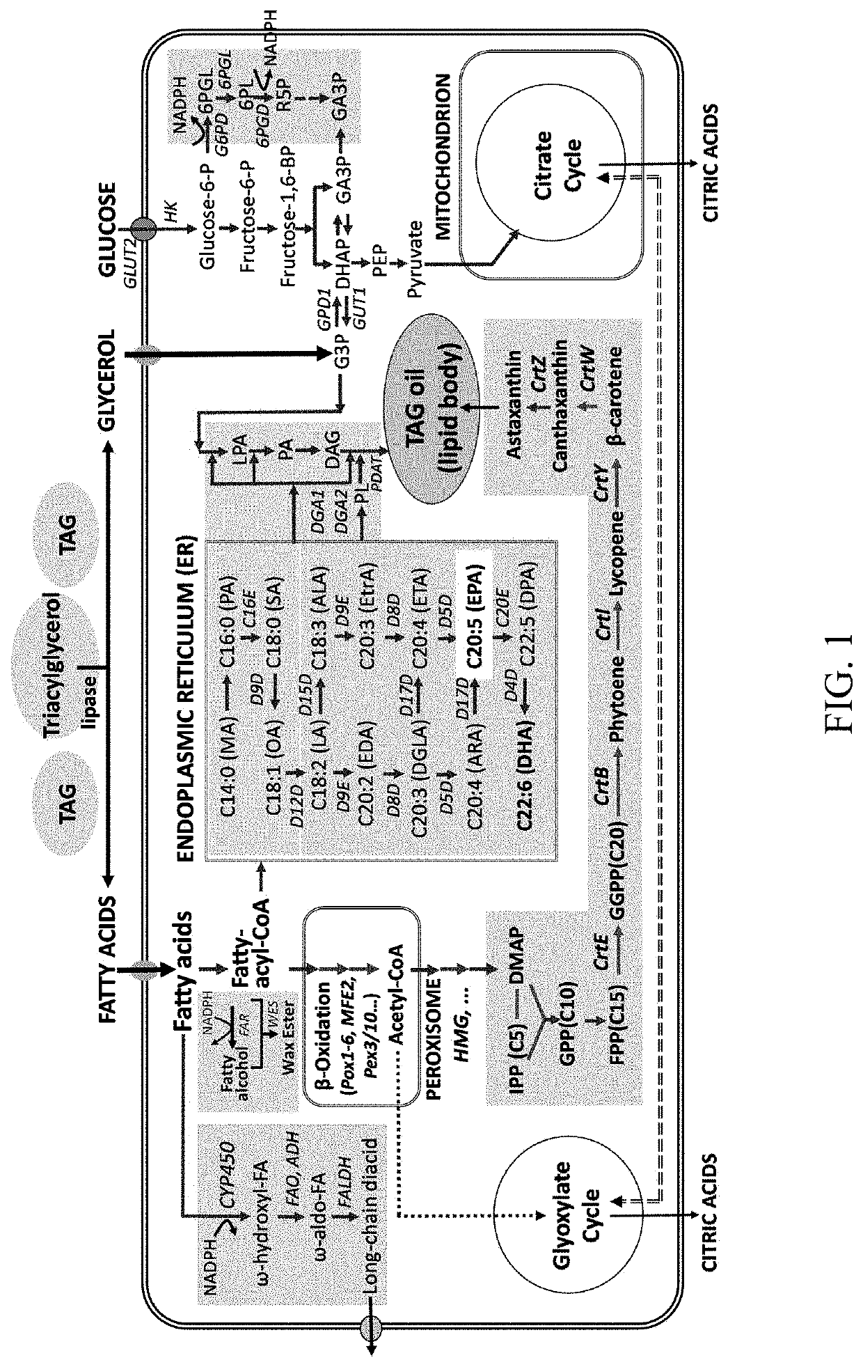 Microbial conversion of oils and fats to lipid-derived high-value products