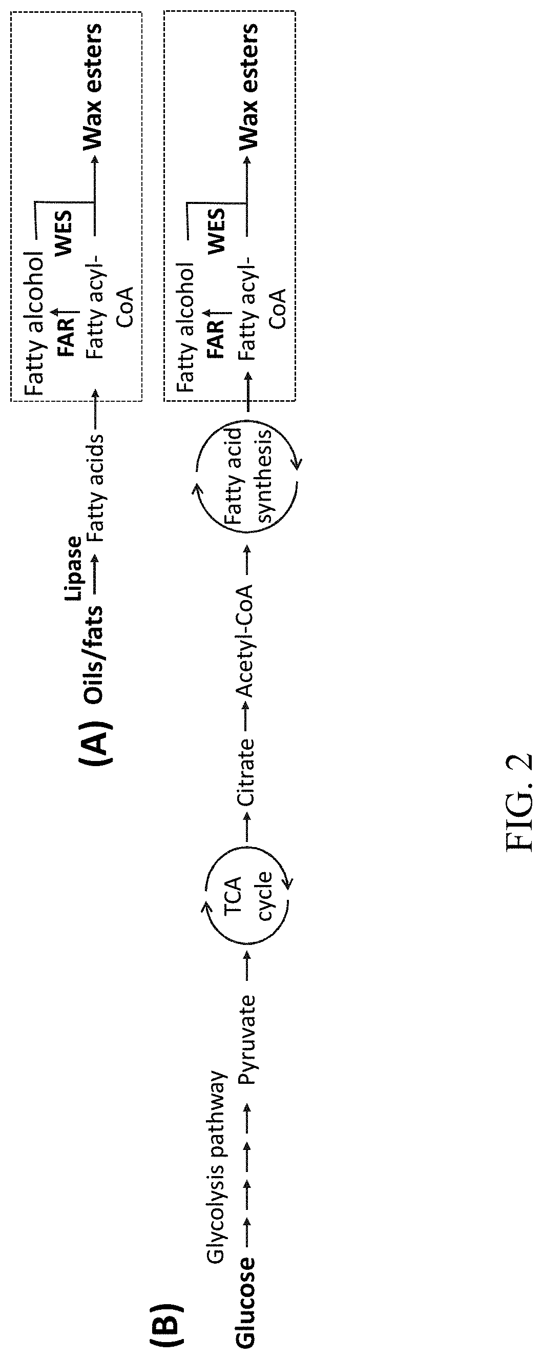 Microbial conversion of oils and fats to lipid-derived high-value products