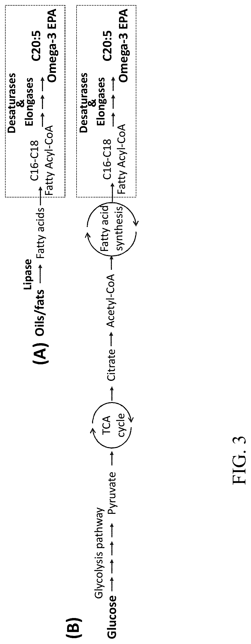 Microbial conversion of oils and fats to lipid-derived high-value products