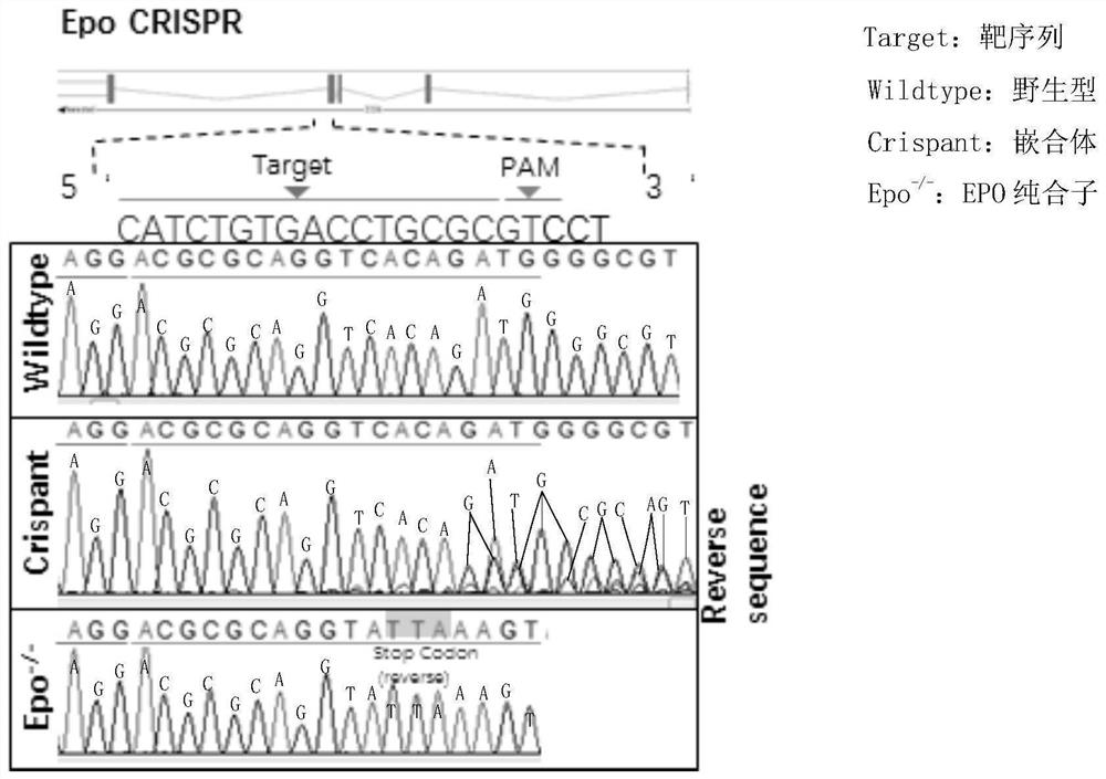 A method for constructing an epo gene knockout zebrafish animal model and primers, plasmids and preparation methods