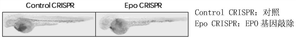 A method for constructing an epo gene knockout zebrafish animal model and primers, plasmids and preparation methods