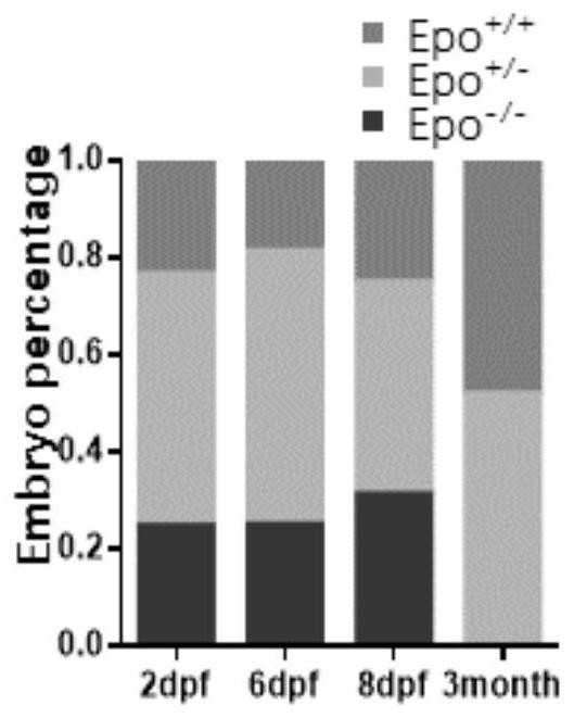 A method for constructing an epo gene knockout zebrafish animal model and primers, plasmids and preparation methods