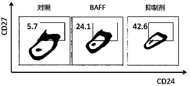 Use of gsk-3β inhibitor to induce human breg cells in vitro and methods for isolating and inducing breg cells