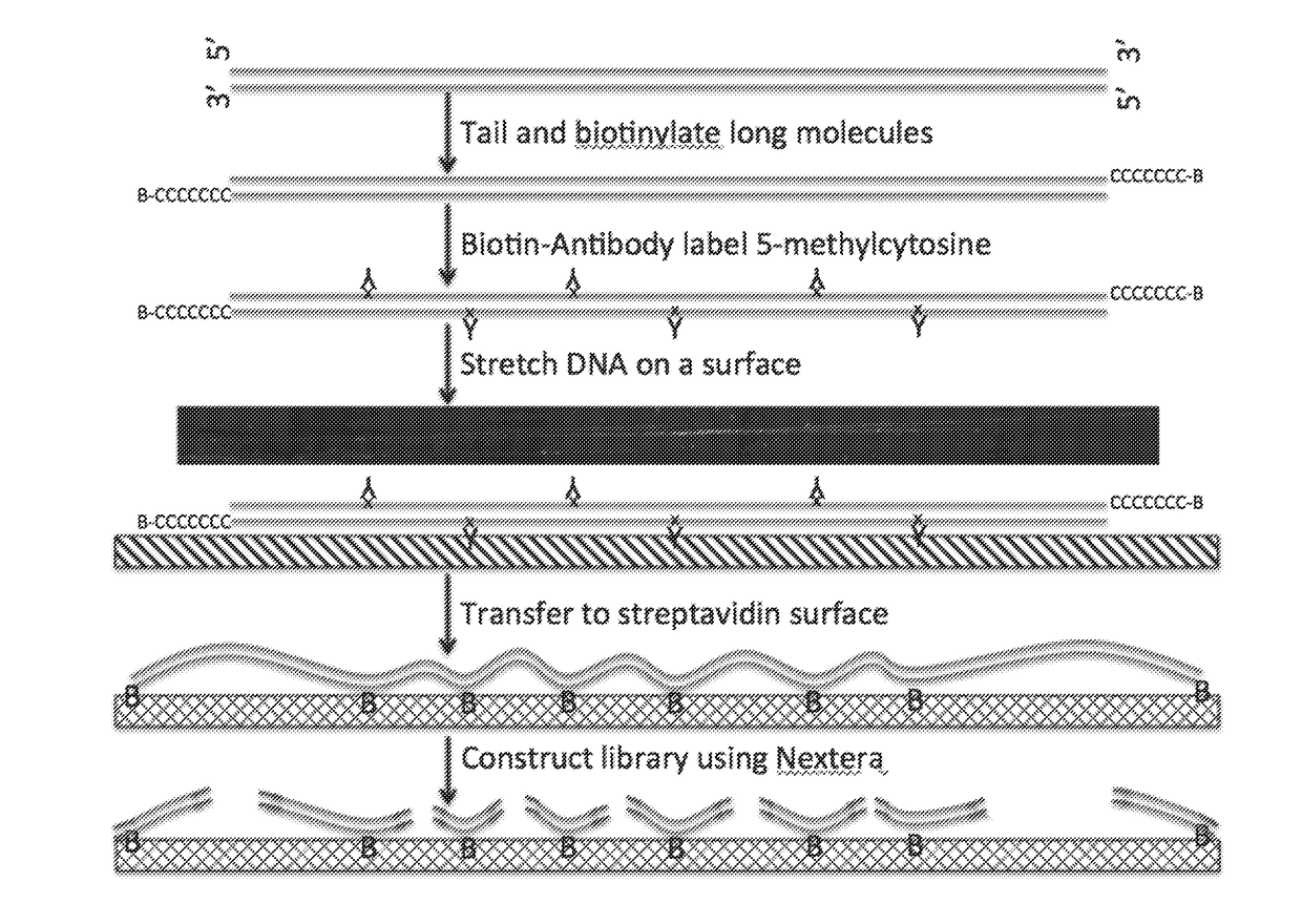 Methods for phrasing epigenetic modifications of genomes