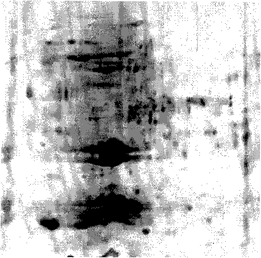 Wild ginseng protein extracting method suitable for dielectrophoresis