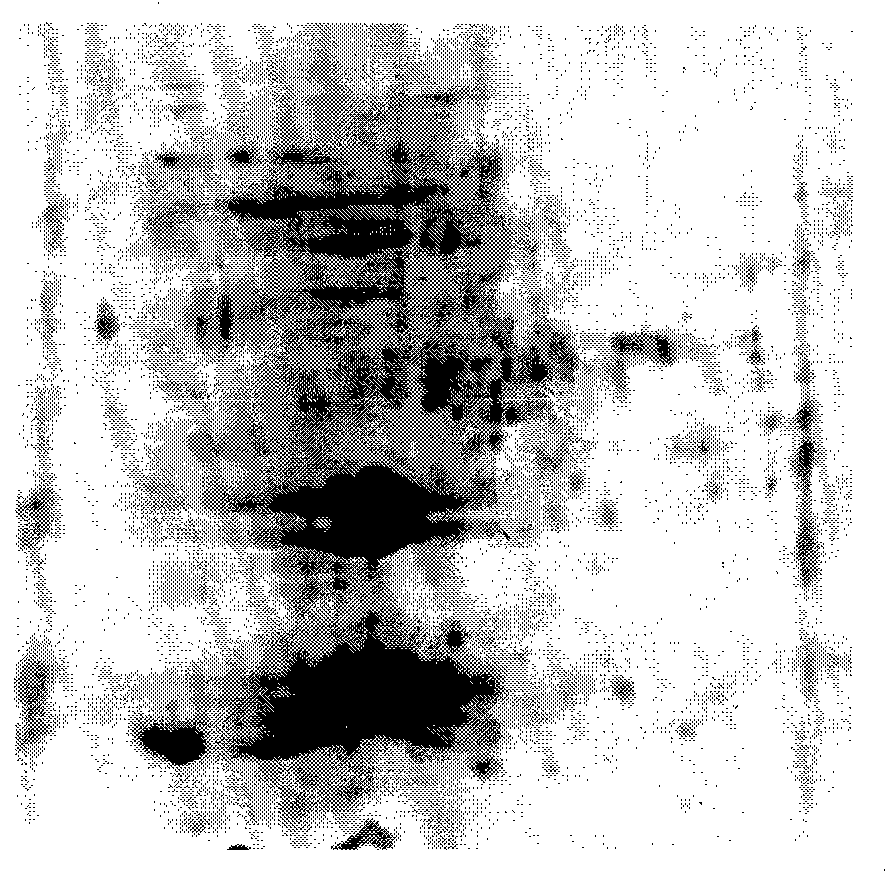 Wild ginseng protein extracting method suitable for dielectrophoresis