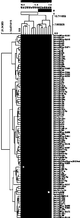 Method for screening and identifying spinocerebellar ataxia type 3 (SCA3)/Machado-Joseph disease (MJD) molecular marker MicroRNAs (miRNAs) capable of regulating and controlling expression of ATXN3 gene