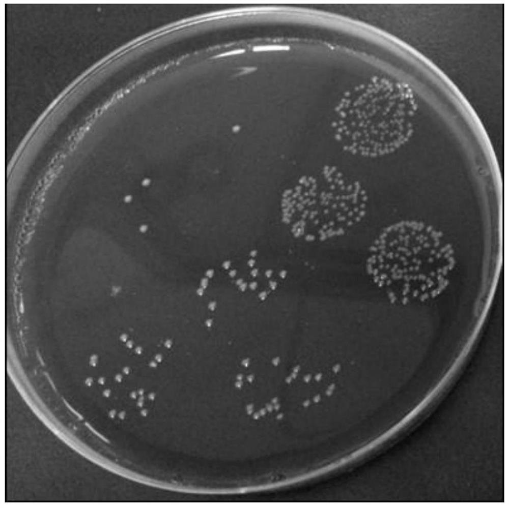 Preparation method of bacteroides fragilis capsular polysaccharide A