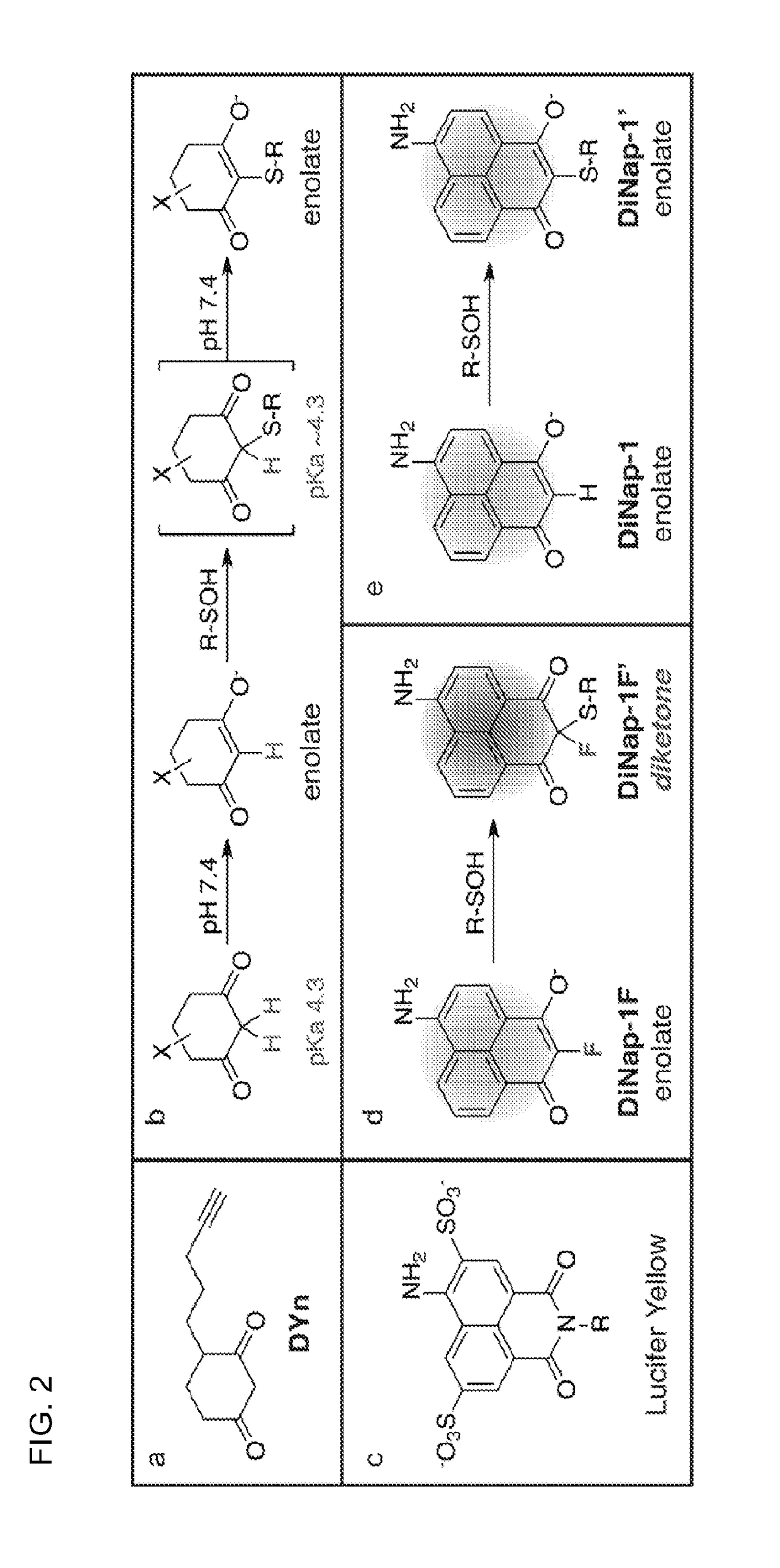 Compositions and methods for detecting protein sulfenylation