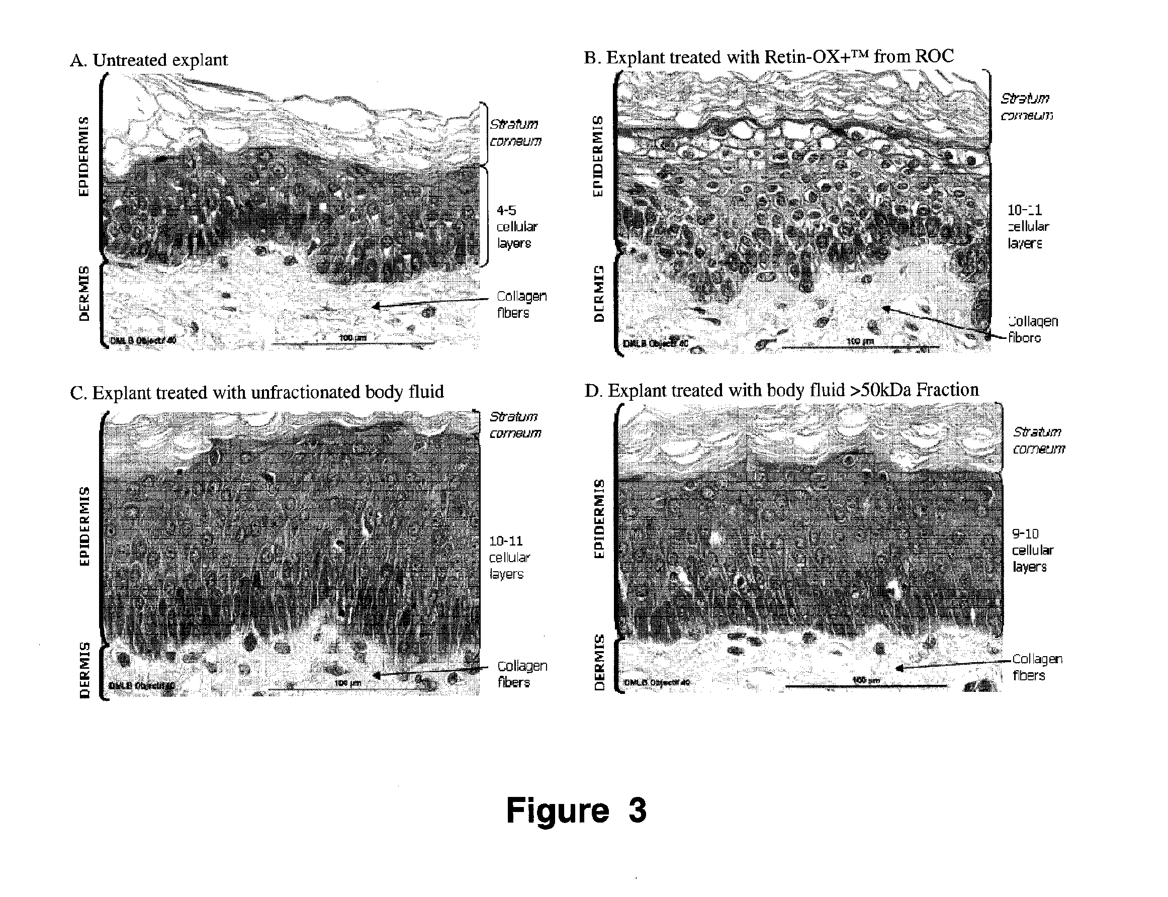 Cosmetic compositions comprising asteroidea body fluid and methods of use thereof