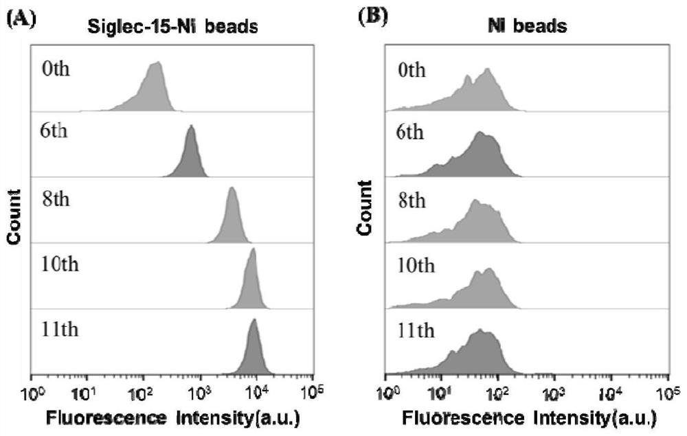 Aptamer of sialic acid-binding immunoglobulin-like lectin-15 protein and application thereof