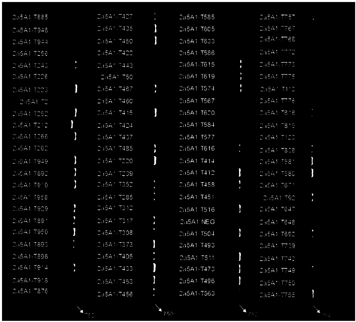 Amplification primer for detecting drug-resistant mutant gene of HCV (hepatitis c virus) 2a subtype NS5A, application and detection method