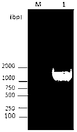 Corn transcription factor ZmWRKY44 and application thereof