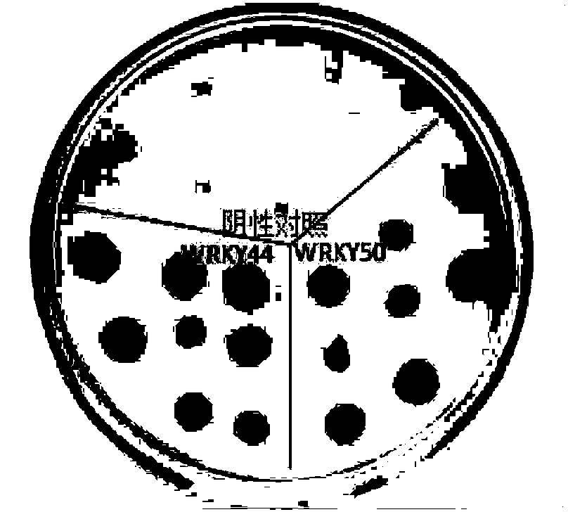 Corn transcription factor ZmWRKY44 and application thereof