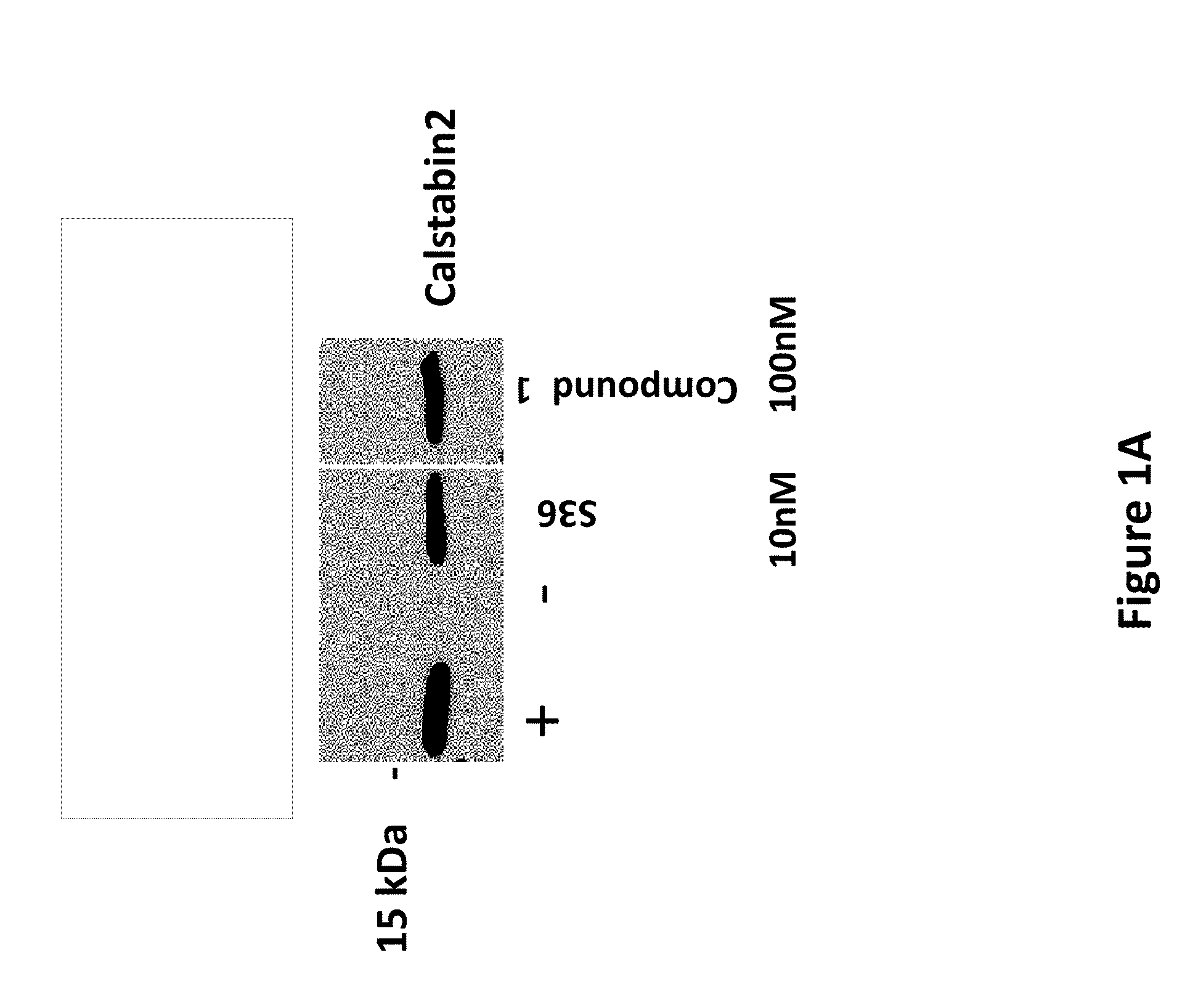 Agents for treating disorders involving modulation of ryanodine receptors