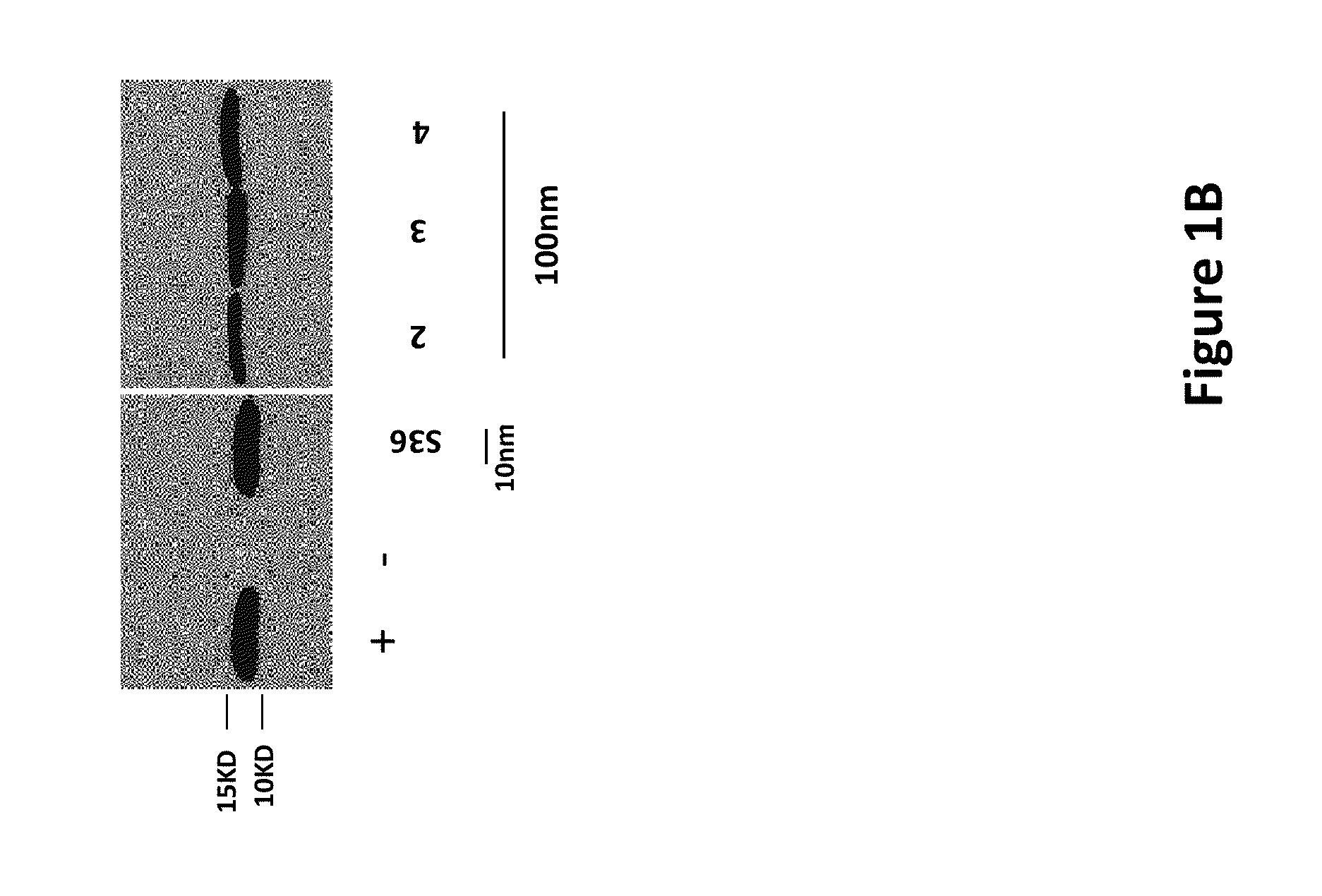 Agents for treating disorders involving modulation of ryanodine receptors