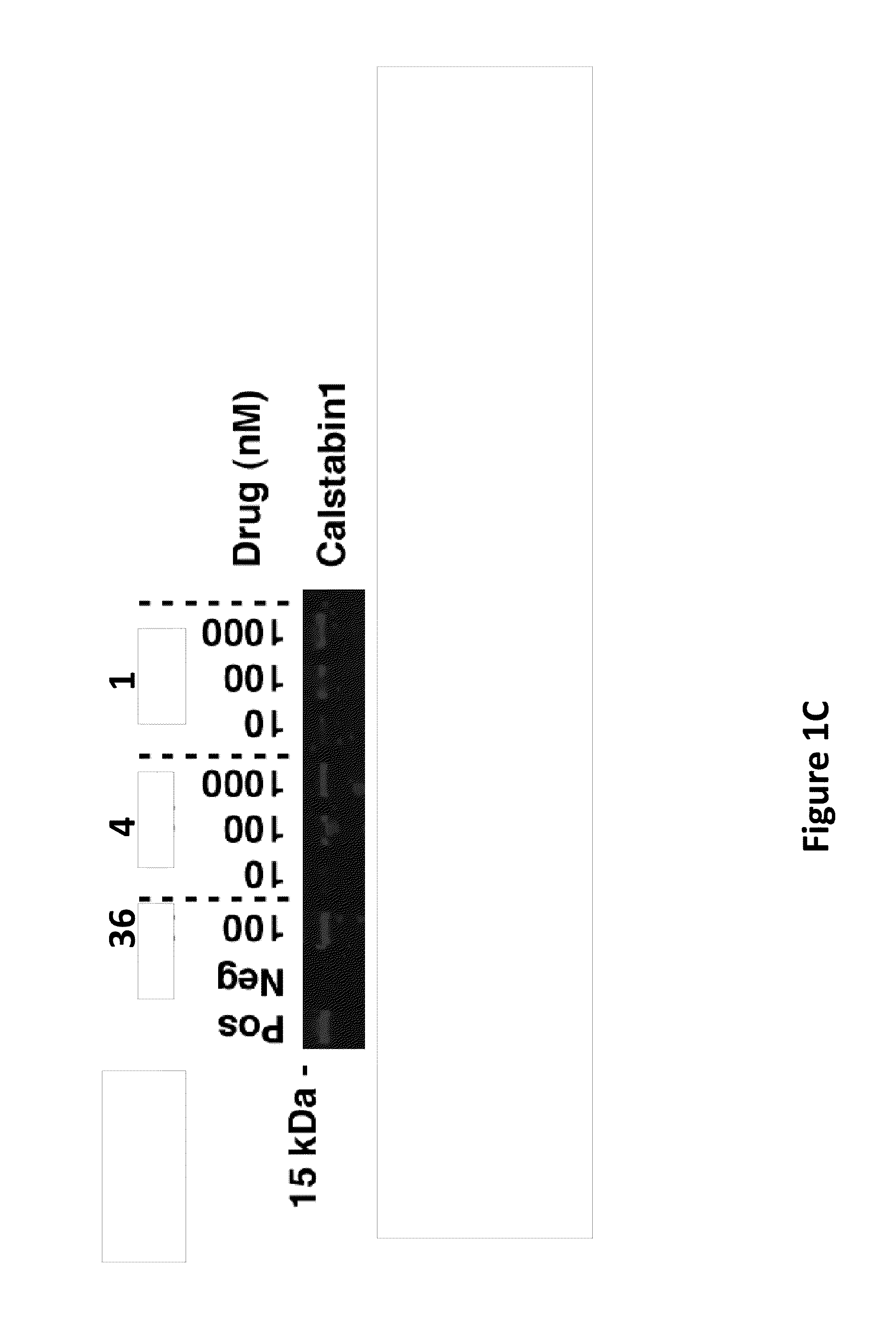 Agents for treating disorders involving modulation of ryanodine receptors