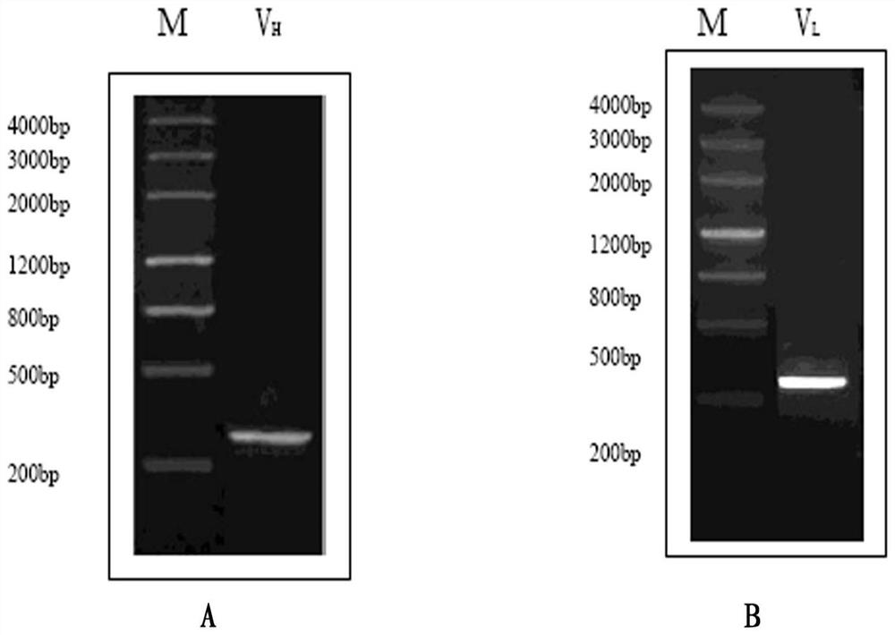Single-chain antibody against human complement c3d molecule and application thereof