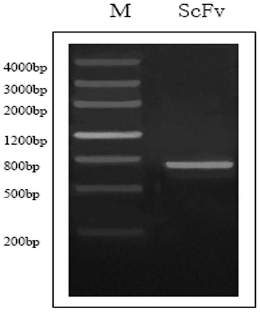 Single-chain antibody against human complement c3d molecule and application thereof