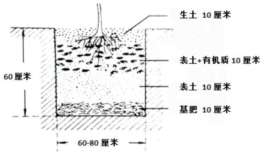 Columnar tree culture method suitable for high-density cultivation of nectarine in greenhouse