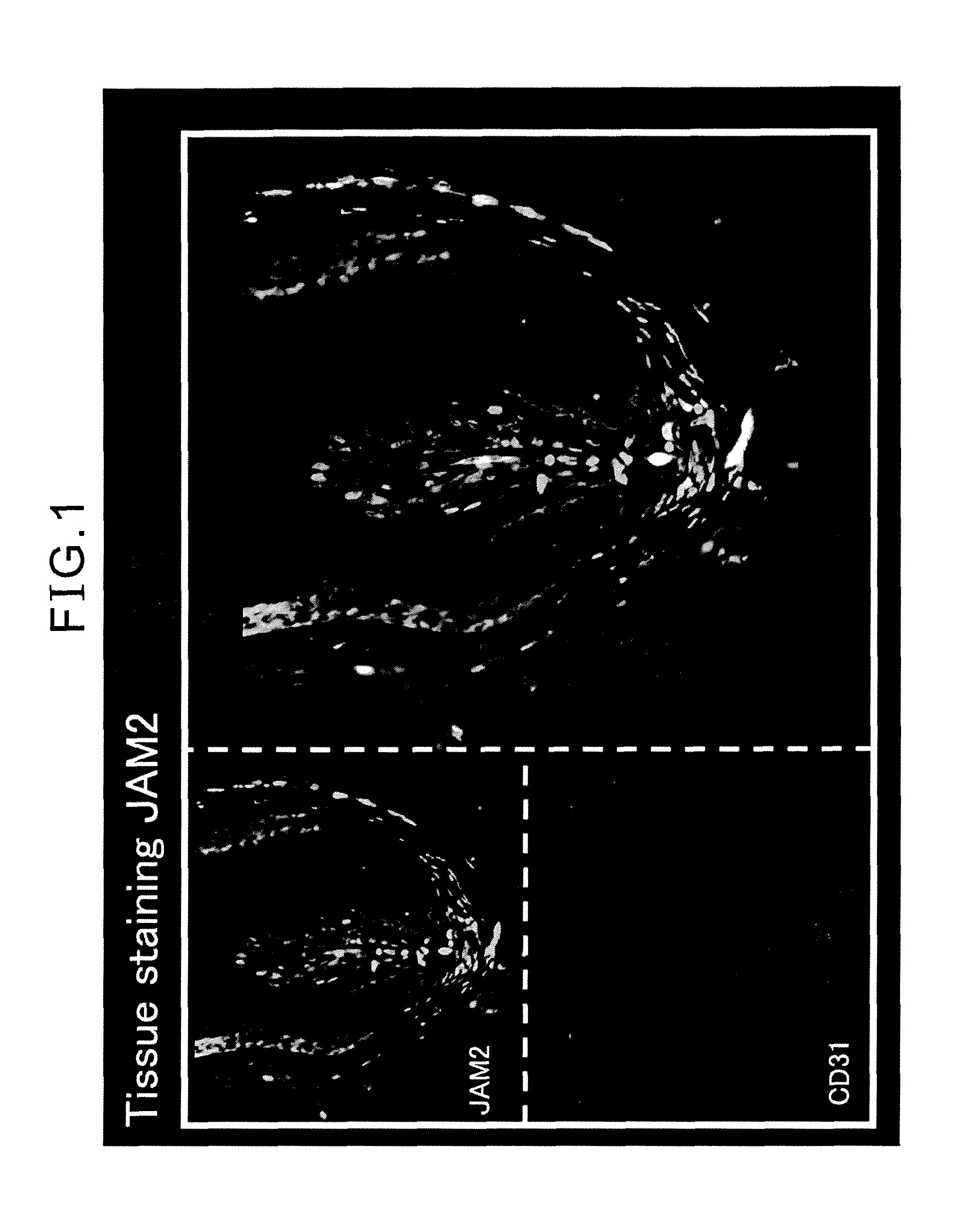 Method for promoting hair growth or hair regeneration by maintaining or increasing expression of cell-adhesion factor