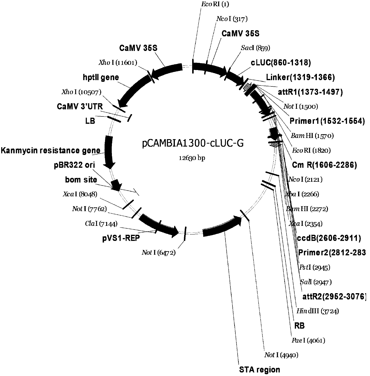 Luciferase complementary image detection method and carrier kit for detecting protein interaction