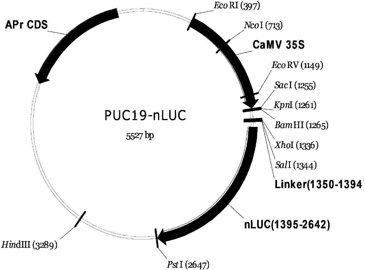 Luciferase complementary image detection method and carrier kit for detecting protein interaction