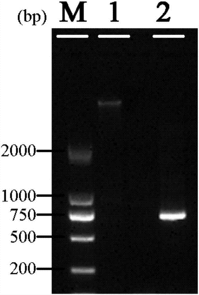 Genetically engineered bacterium for producing resuscitation promoting factors and application of genetically engineered bacterium