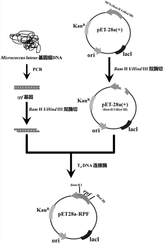 Genetically engineered bacterium for producing resuscitation promoting factors and application of genetically engineered bacterium