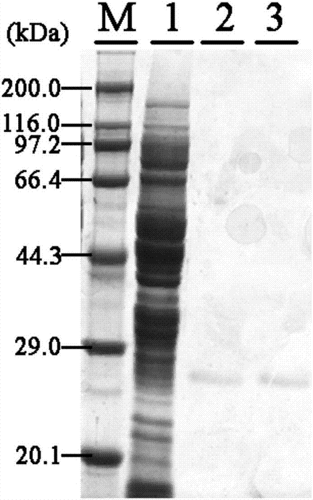 Genetically engineered bacterium for producing resuscitation promoting factors and application of genetically engineered bacterium