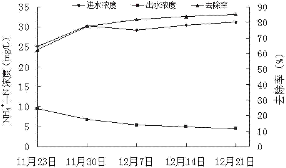 Application of Chinese crinums to purification of livestock and poultry breeding biogas liquid