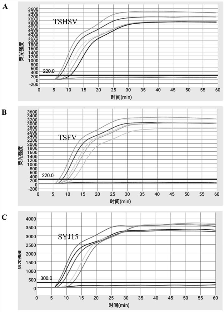 LAMP primers and kit for efficient triple detection of three pathogens of Chinese softshell turtle