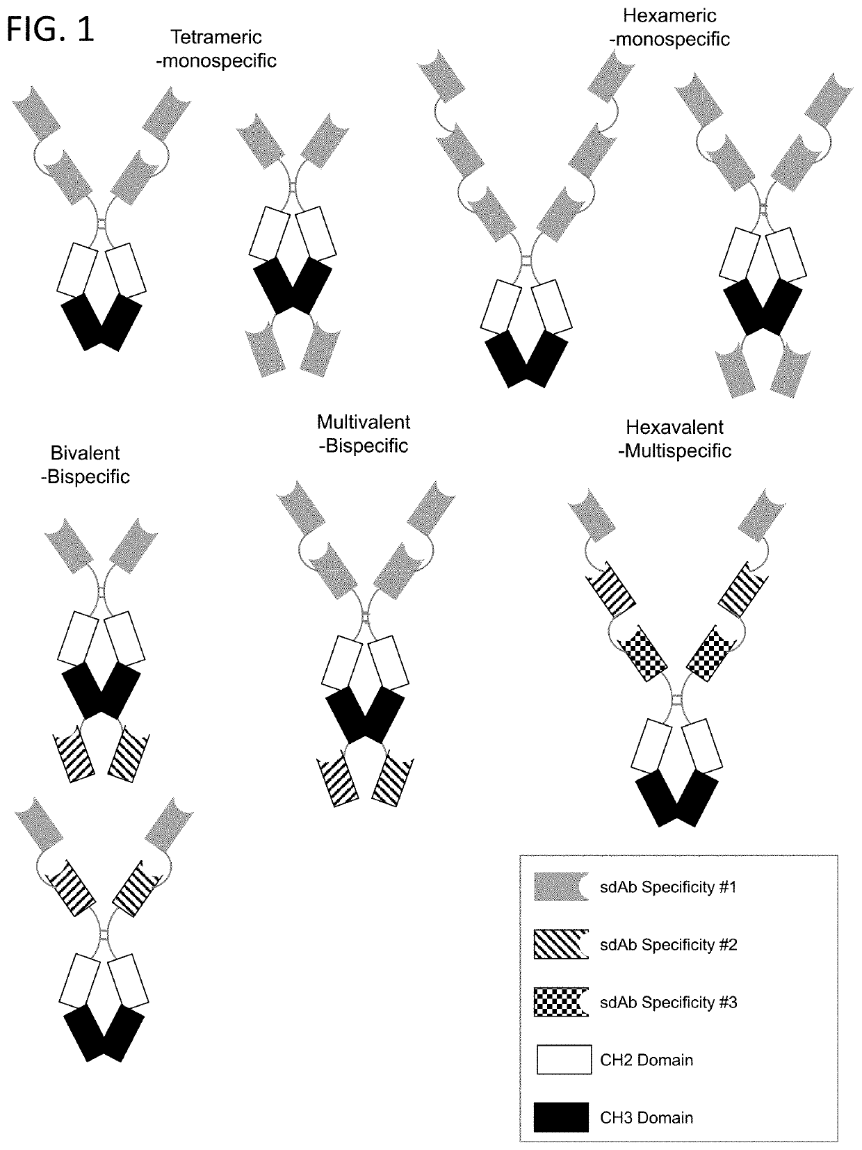 Multivalent and Multispecific 41BB-Binding Fusion Proteins