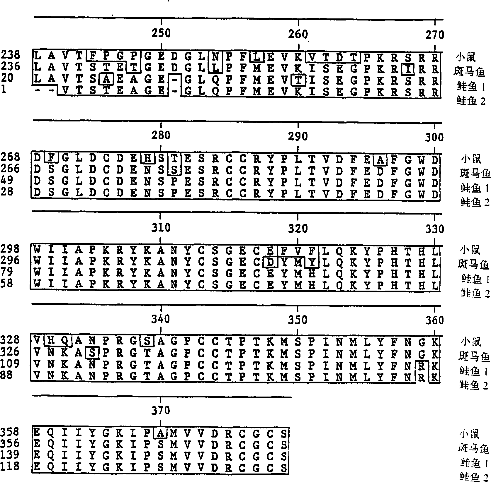 Growth differentiation factor receptors, agonists and antagonists thereof, and methods of using same