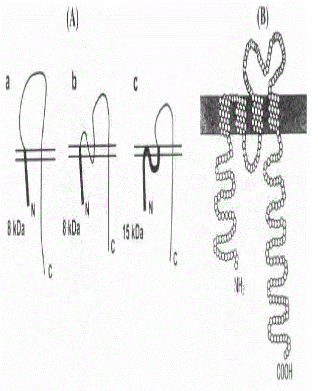 CD20-resistant monoclonal antibody as well as preparation method and application thereof