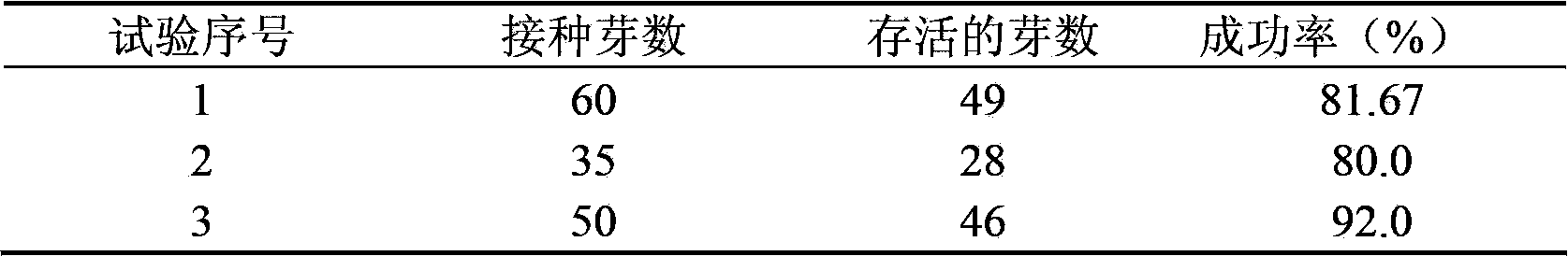 Clonal tissue culture breeding method for camphor tree