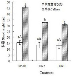 A nitrogen-fixing, phosphorus-decomposing, growth-promoting bacterium that can be used for desert plants, its agent and its application