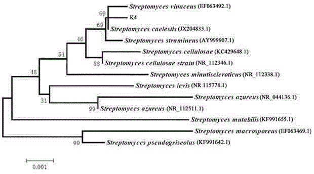 Biocontrol actinomycete strain for preventing and controlling tobacco bacterial wilt and application thereof