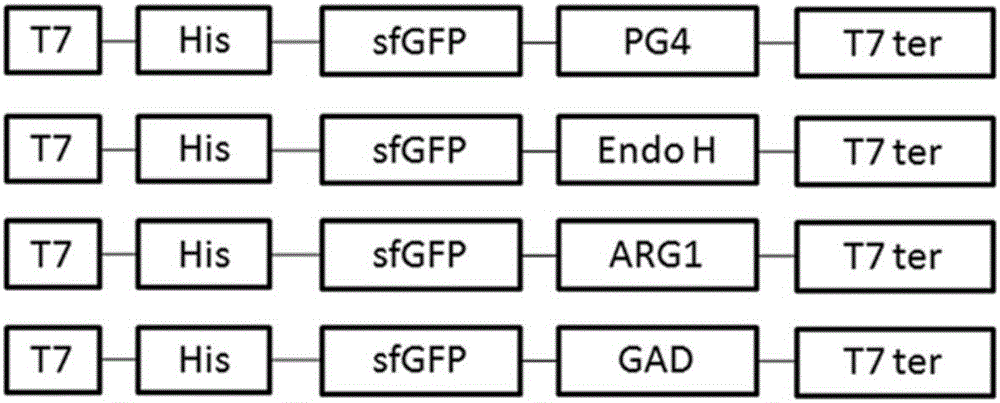 Method for secretory expression of super-folded green fluorescent protein mediated heterologous protein in escherichia coli