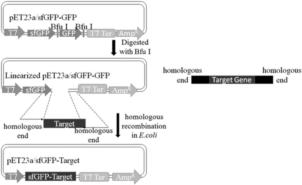 Method for secretory expression of super-folded green fluorescent protein mediated heterologous protein in escherichia coli