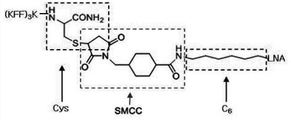 Transmembrane peptide-mediated antisense antibacterial agent and preparation method and application thereof